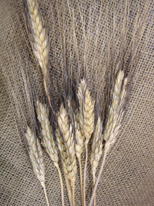 seeds-wheat-1507568-639x852